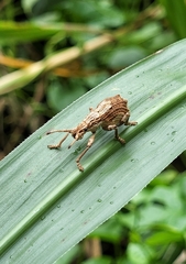 Episomus chinensis