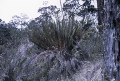 Alsophila macgregorii