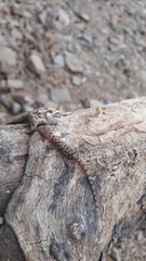 Hemidactylus murrayi