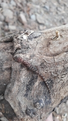 Hemidactylus murrayi