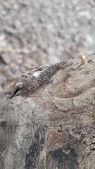 Hemidactylus murrayi