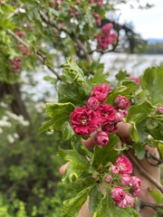 Crataegus cuneata