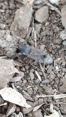 Elasmolomus squalidus