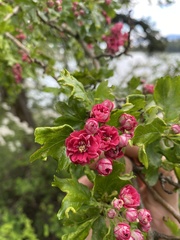 Crataegus cuneata