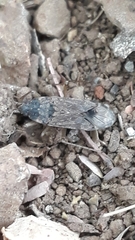 Elasmolomus squalidus