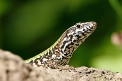 Podarcis muralis