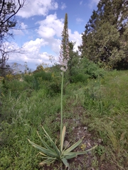 Eremurus robustus