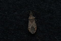 Coriomeris scabricornis