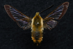 Hemaris affinis