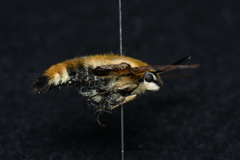 Hemaris affinis