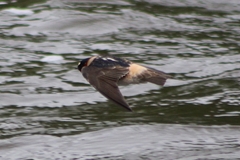 Petrochelidon pyrrhonota pyrrhonota