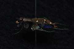 Cicindela gemmata