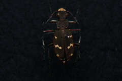 Cicindela gemmata