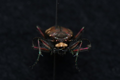 Cicindela gemmata