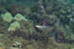 Plagiotremus goslinei