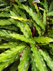 Goeppertia rufibarba