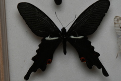 Papilio macilentus