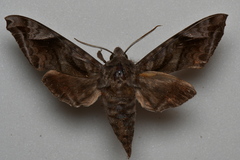 Acosmeryx naga