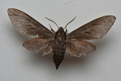 Sphinx morio