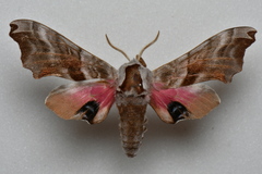 Smerinthus caecus