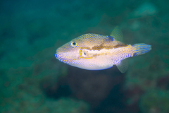 Canthigaster rivulata