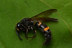 Orancistrocerus drewseni
