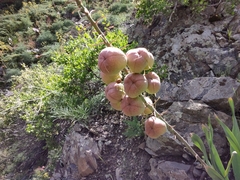 Eremurus lactiflorus