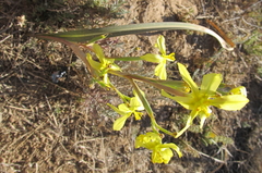 Moraea longistyla
