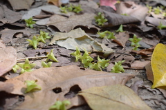 Pterocymbium tinctorium