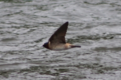 Petrochelidon pyrrhonota pyrrhonota