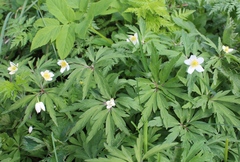 Anemonoides uralensis