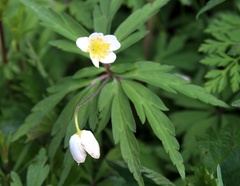 Anemonoides uralensis