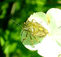 Carpocoris purpureipennis