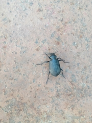 Calosoma