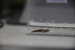 Psammogobius biocellatus