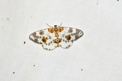 Abraxas sylvata