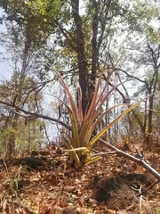 Tillandsia achyrostachys