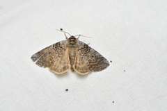 Tethea ampliata