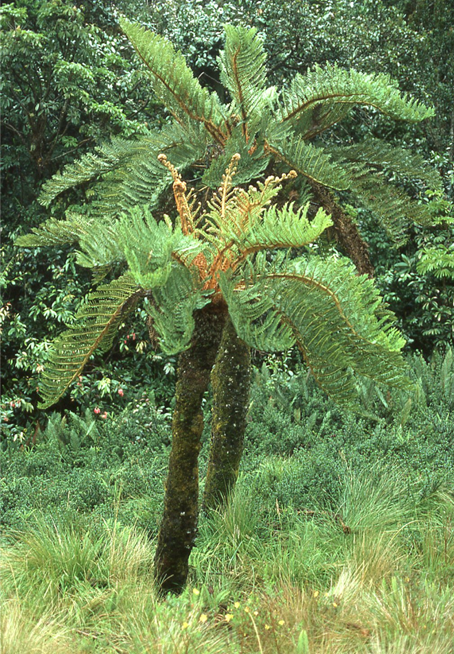 Sphaeropteris atrox