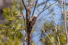 Climacteris picumnus melanotus