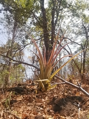 Tillandsia achyrostachys