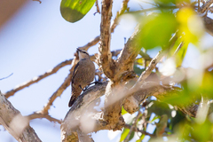 Climacteris picumnus melanotus
