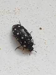 Paranovelsis punctatus