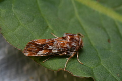 Panolis japonica
