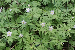 Anemonoides uralensis