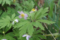 Anemonoides uralensis