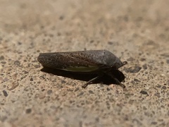 Hamana