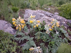 Phlomoides speciosa