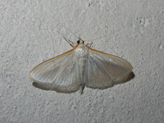 Palpita vitrealis