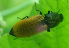 Anostirus castaneus